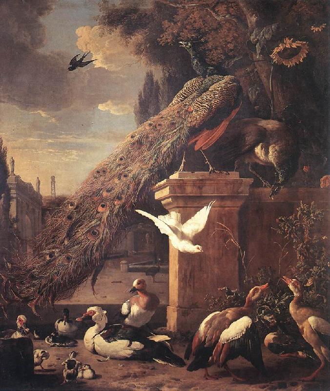 HONDECOETER, Melchior d Peacocks and Ducks sf France oil painting art